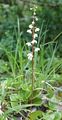 Round-Leaved Wintergreen - Pyrola rotundifolia L.