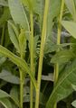 Saw-Wort - Serratula tinctoria L.