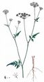 Upright Hedge-Parsley - Torilis japonica (Houtt.) DC.