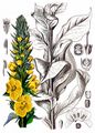 Großblütige Königskerze - Verbascum densiflorum Bertol.