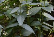 White Swallow-Wort - Vincetoxicum hirundinaria Medik.