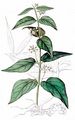 White Swallow-Wort - Vincetoxicum hirundinaria Medik.