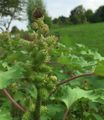 Oriental Cocklebur - Xanthium orientale L.