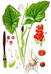 Gefleckter Aronstab - Arum maculatum L. 
