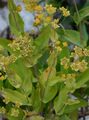 Long-Leaved Hare's-Ear - Bupleurum longifolium L.