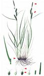 Rasen-Segge - Carex cespitosa L. 
