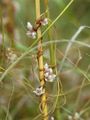 Dodder - Cuscuta epithymum (L.) L.