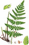 Karthäuserfarn - Dryopteris carthusiana (Vill.) H. P. Fuchs 