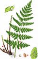 Narrow Buckler-Fern - Dryopteris carthusiana (Vill.) H. P. Fuchs