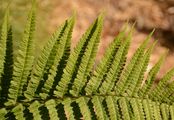 Male-Fern - Dryopteris pseudodisjuncta (Fraser-Jenk.) Fraser-Jenk.
