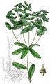 Sweet Spurge - Euphorbia dulcis L.
