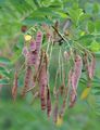 ASCIIiflora