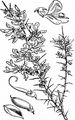 Petty Whin - Genista anglica L.