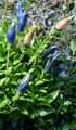 Stemless Gentian - Gentiana acaulis L.