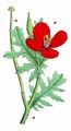Red Horned-Poppy - Glaucium corniculatum (L.) Rudolph