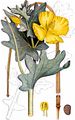 Yellow Horned-Poppy - Glaucium flavum Crantz