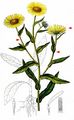 Meadow Fleabane - Inula britannica L.