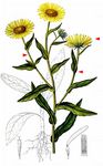 Wiesen-Alant - Inula britannica L. 