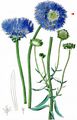 Shepherd's Scabious - Jasione laevis Lam.
