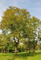 Walnut - Juglans regia L.