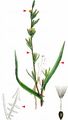 Least Lettuce - Lactuca saligna L.
