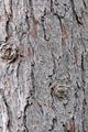 Japanese Larch - Larix kaempferi (Lamb.) Carrière