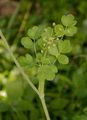 Breitblättriges Laserkraut - Laserpitium latifolium L.