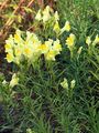 Gewöhnliches Leinkraut - Linaria vulgaris Mill.