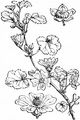 Dwarf Mallow - Malva neglecta Wallr.