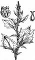 Upright Goosefoot - Oxybasis urbica (L.) S. Fuentes & al.