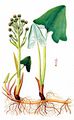 Tomentose Butterbur - Petasites spurius (Retz.) Rchb.
