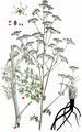 Alsace Hartswort - Peucedanum alsaticum L.