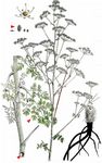 Elsässer Haarstrang - Peucedanum alsaticum L. 