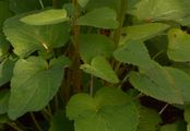 Ährige Teufelskralle - Phyteuma spicatum L.