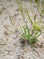 Krähenfuß-Wegerich - Plantago coronopus L.