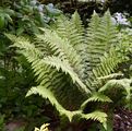 Brauns Schildfarn - Polystichum braunii (Spenn.) Fée