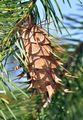 Douglas Fir - Pseudotsuga menziesii (Mirb.) Franco