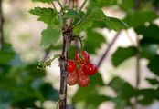 Red Currant - Ribes rubrum L.