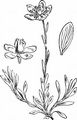 Moor-Steinbrech - Saxifraga hirculus L.