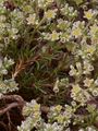 Perennial Knawel - Scleranthus perennis L.