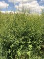 Hedge Mustard - Sisymbrium officinale (L.) Scop.