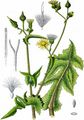 Rauhe Gänsedistel - Sonchus asper (L.) Hill