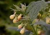 Tuberous Comfrey - Symphytum tuberosum L.