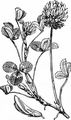 Weiß-Klee - Trifolium repens L.