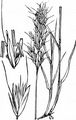 Wiesen-Goldhafer - Trisetum flavescens (L.) P. Beauv.