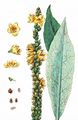 Kleinblütige Königskerze - Verbascum thapsus L.
