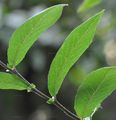 Mespilus germanica (Echte Mispel) - Blätter