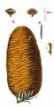 Giant Fir - Abies grandis (D. Don) Lindl.