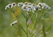 Sumpf-Schafgarbe - Achillea ptarmica L.
