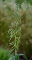 Wild-Oat - Avena fatua L.